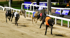 2026 BOYLE Sports Irish Greyhound Derby