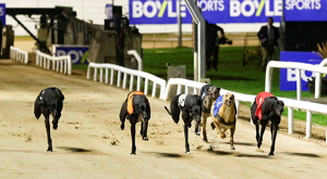 2026 BOYLE Sports Irish Greyhound Derby