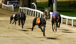 2026 BOYLE Sports Irish Greyhound Derby