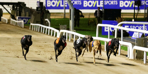 2026 BOYLE Sports Irish Greyhound Derby