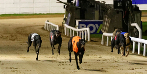 2026 BOYLE Sports Irish Greyhound Derby