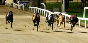 2026 BOYLE Sports Irish Greyhound Derby